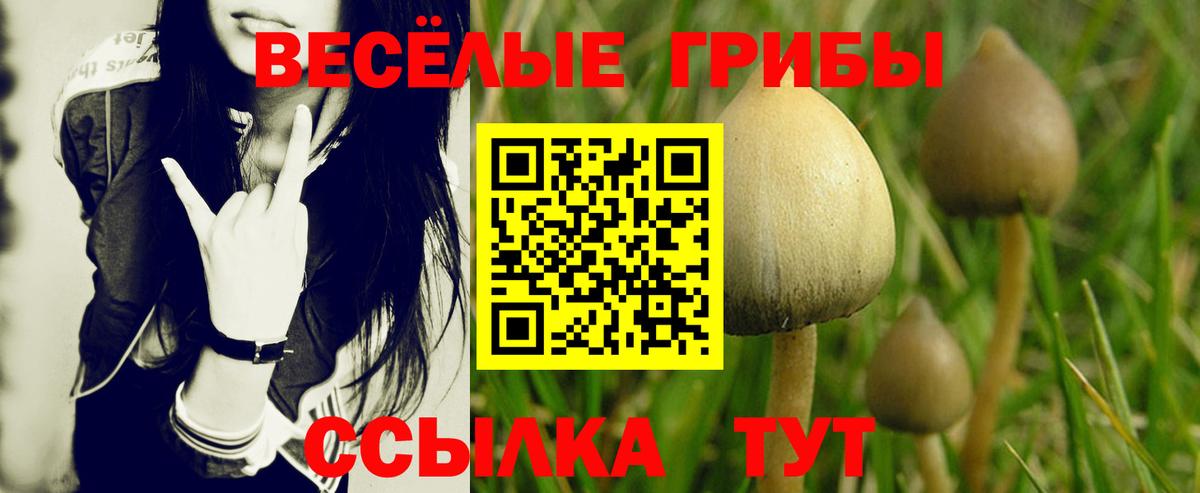 Псилоцибиновые грибы Psilocybine cubensis Барабинск